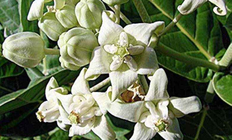 कई बीमारियों का इलाज है आक का पौधा