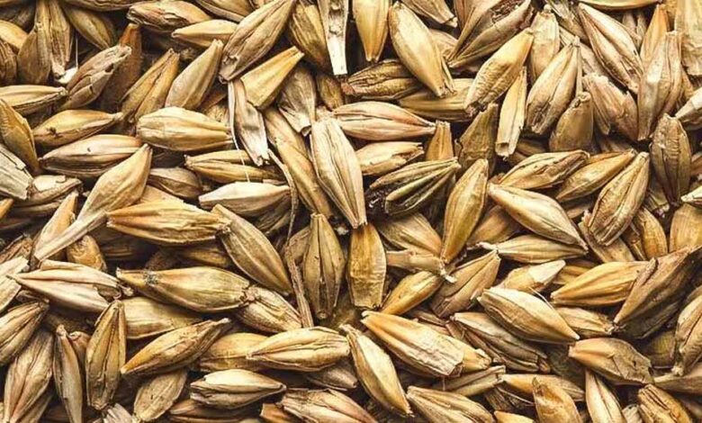 सेहत के लिए वरदान से कम नहीं है जौ