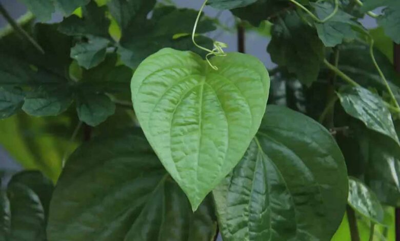 केवल स्वाद नहीं सेहत के लिए भी फायदेमंद है पान का पत्ता