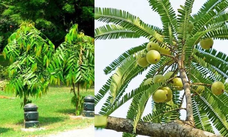 वास्तु शास्त्र के अनुसार घर के आसपास लगाएं ये पेड़, घर में गूंजेगी किलकारी