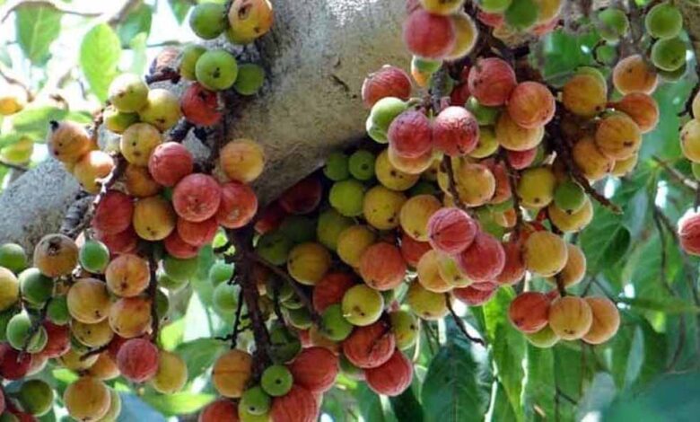 पित्त और कफ विकारों का घरेलू उपचार है गूलर – Khabar Jagat