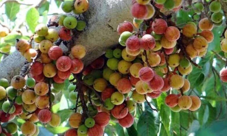 पित्त और कफ विकारों का घरेलू उपचार है गूलर – Khabar Jagat