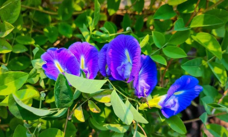 अपराजिता का पौधा घर में कहां लगाएं, ताकि मिलें सकारात्मक परिणाम?