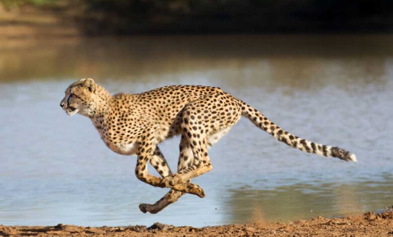 मुरैना के सबलगढ़ में चीता दिखा, कूनो जंगल से गांव तक आया, सड़क पर ‘राजा’ की तरह चला