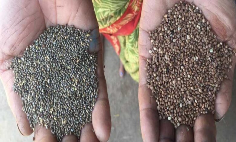 MP में पहली बार कोदो-कुटकी की सरकारी खरीदी शुरू, किसानों को मिलेगा समर्थन मूल्य