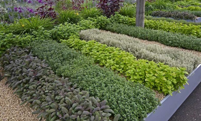 MP के स्कूल-कॉलेजों में बनेगा हर्बल गार्डन, आयुर्वेदिक कॉलेजों की होगी अहम भूमिका