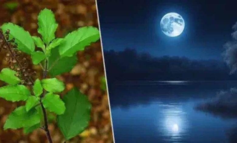 भाद्रपद पूर्णिमा पर करें तुलसी के खास उपाय, हर संकट होगा दूर