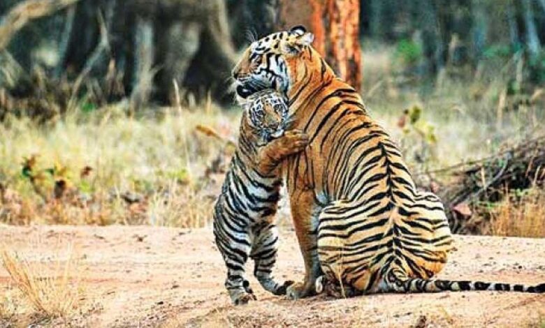 पेंच टाइगर रिजर्व के कोर एरिया के गेट 1 अक्टूबर से खुलेंगे, बढ़ेगा प्रवेश शुल्क