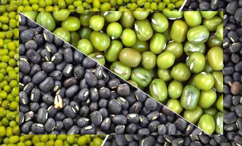 जबलपुर में मूंग-उड़द खरीद घोटाला, समिति से जुड़े लोगों ने उड़ाए पौने दो करोड़