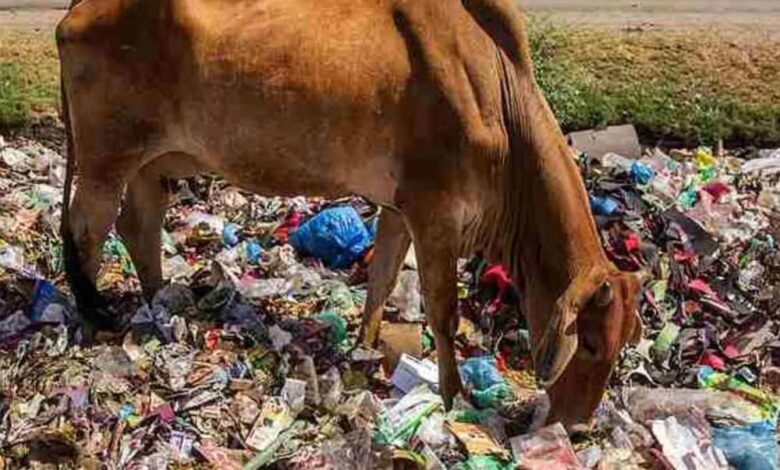 गाय के पेट से निकले 28 किलो प्लास्टिक, 41 कीलें और अजीब चीजें! – Khabar Jagat