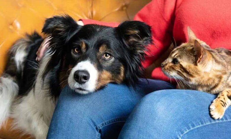 घर में पालतू की लड़ाई ने बढ़ाया तलाक का तनाव, पति ने कहा- अब और नहीं सहूंगा