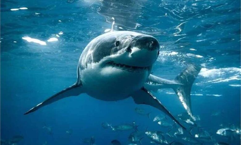 शार्क हमले में लॉन्ग रीफ बीच पर सर्फर की मौत – Khabar Jagat