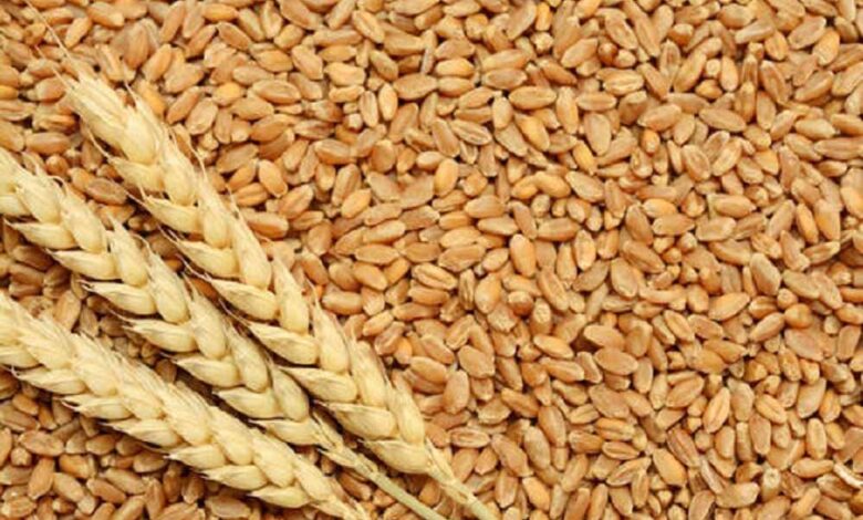 ग्लूटेन फ्री गेहूं का नया बीज तैयार, एलर्जी वाले मरीज खा सकेंगे रोटी