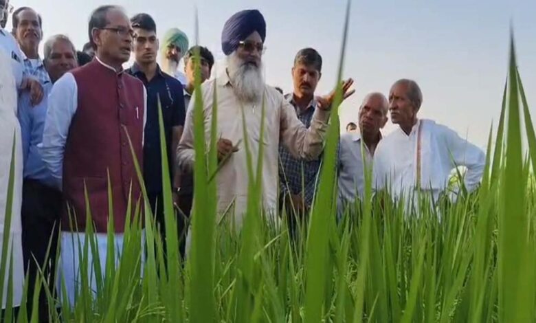 खेती का पैटर्न बदलें, नई बासमती किस्म से होगा बंपर उत्पादन – Khabar Jagat