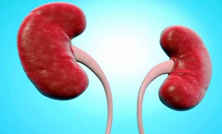 वैज्ञानिकों ने बनाई यूनिवर्सल किडनी, अब हर रक्त समूह के लिए होगी उपयोगी