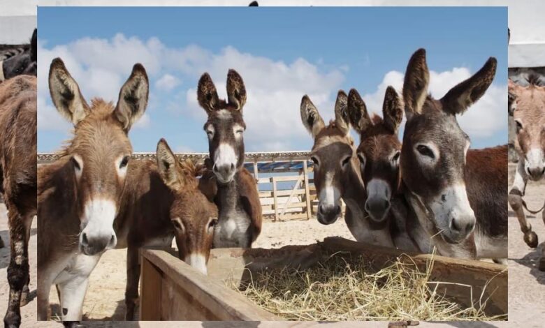 चीन के कारण मध्य प्रदेश के 9 जिलों से गायब हुए गधे, चिंता बढ़ी