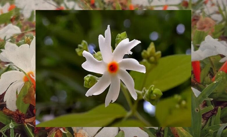 घर की सही दिशा में लगाएं पारिजात का पौधा, मिलेगा सुख-समृद्धि और सफलता का आशीर्वाद