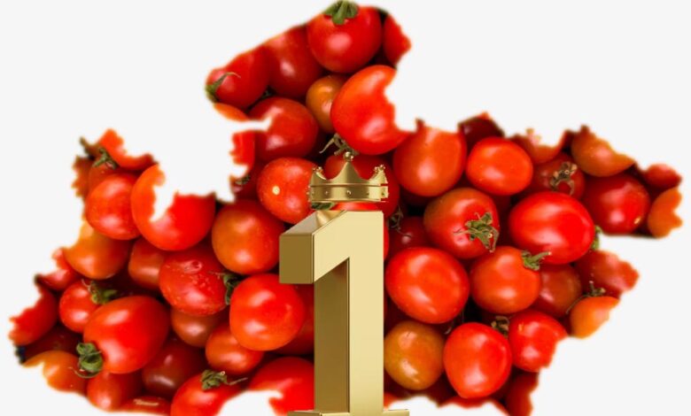 टमाटर उत्पादन में देश में नंबर-1 है मध्यप्रदेश – Khabar Jagat