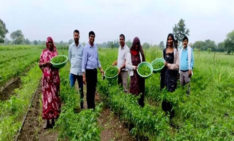 मध्यप्रदेश में क्लस्टर आधारित सब्जी उत्पादन से बदली किसानों की किस्मत, 14 जिलों में 3000 लाभार्थी