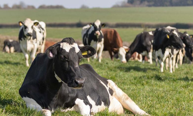 गायों की गैस और डकार पर देना होगा शुल्क, पेड़ लगाने पर मिलेगी छूट – Khabar Jagat