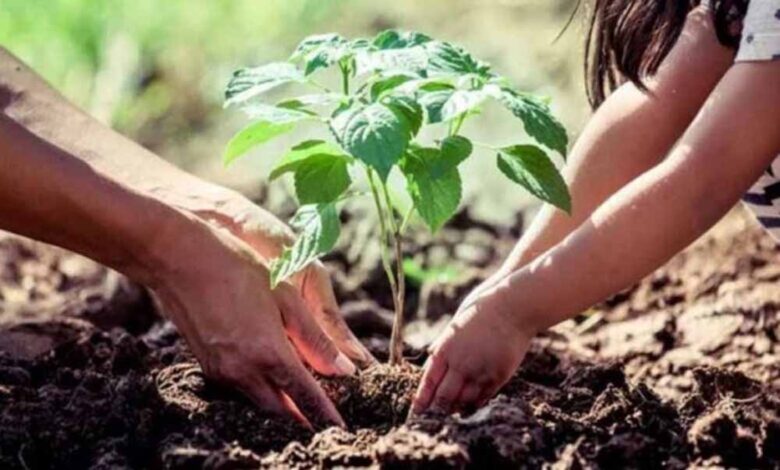 अमृत हरित महाअभियान में नगरीय क्षेत्रों में 35.59 लाख पौधे लगाये गये