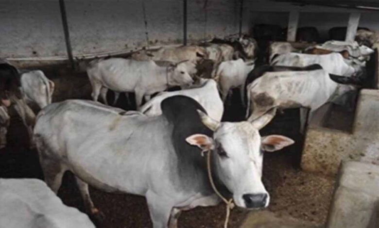 मध्य प्रदेश में एक लाख परिवारों तक पहुंचेगा ‘मैत्री’, जानें पशुपालन कैसे बन सकता है आय का जरिया