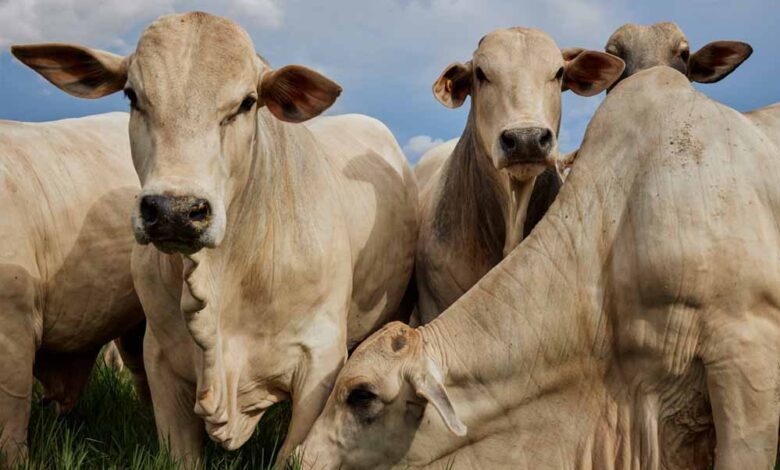 MP में पशु नस्ल सुधार के लिए दुग्ध समृद्धि संपर्क अभियान शुरू, पशुपालकों को दी जाएगी आधुनिक तकनीक की जानकारी