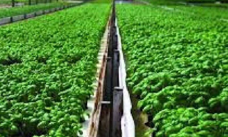 खंडवा जिले की उद्यानिकी फसलों के लिये उद्यमियों से परियोजना प्रस्ताव आमंत्रित