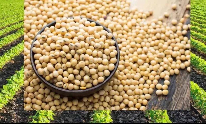 दिवाली के बाद सोयाबीन की खरीदी भावांतर योजना के तहत होगी – Khabar Jagat