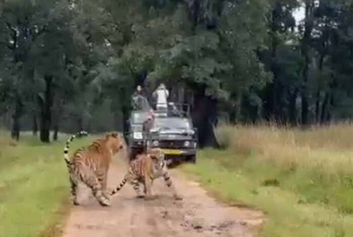 बाघ-बाघिन की रोमांचक आमने-सामने की झलक, सैलानियों ने किया कैद! – Khabar Jagat