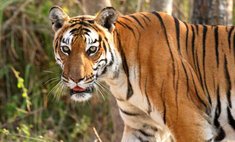 मध्यप्रदेश के 10 बाघ होंगे शिफ्ट, ओडिशा-राजस्थान-छत्तीसगढ़ को मिलेंगे टाइगर