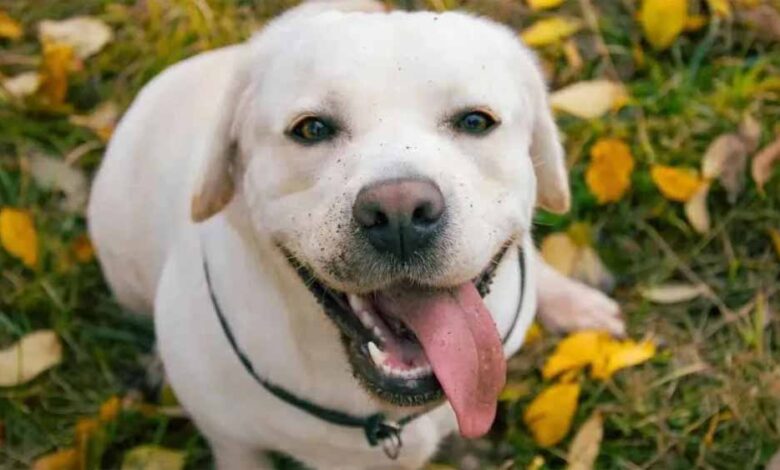 समुद्र किनारे खोया कुत्ता 1500 किमी दूर मिला, 3 महीने बाद मालकिन की तड़प हुई खत्म