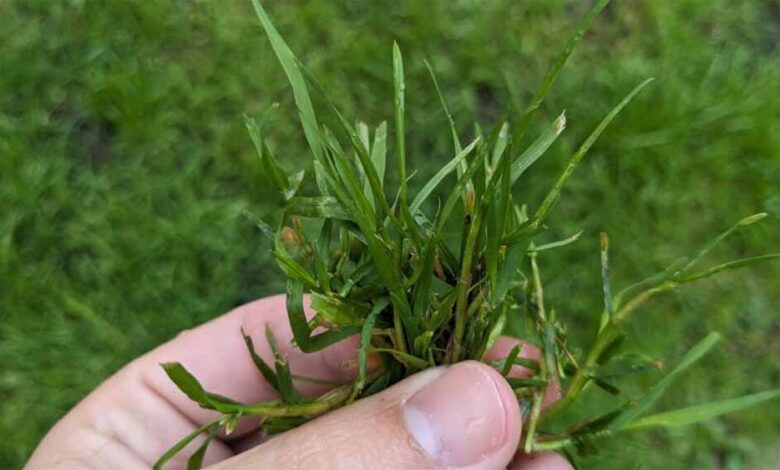 घर के इस स्थान पर दूर्वा रखने से मिलती है तरक्की – Khabar Jagat