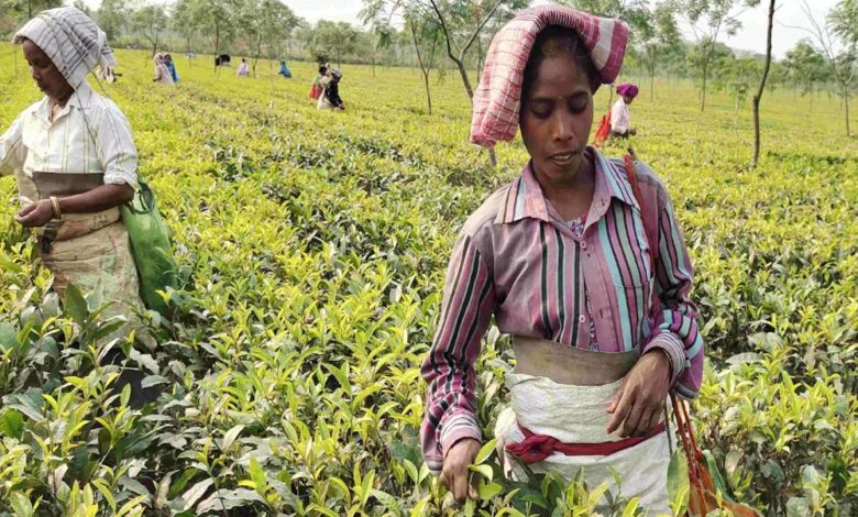 सरकार चाय बागानों की महिला कामगारों के कल्याण के लिए प्रतिबद्ध – Khabar Jagat
