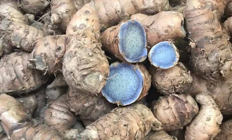 पीली हल्दी तो सभी खाते हैं, लेकिन क्या आपने कभी सुनी है ‘नीली हल्दी’? जानिए इसके चमत्कारी औषधीय फायदे