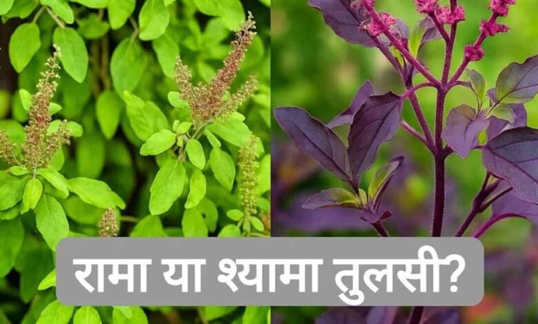 घर में रामा या श्यामा तुलसी? जानें कौन सी मानी जाती है ज्यादा शुभ और क्यों